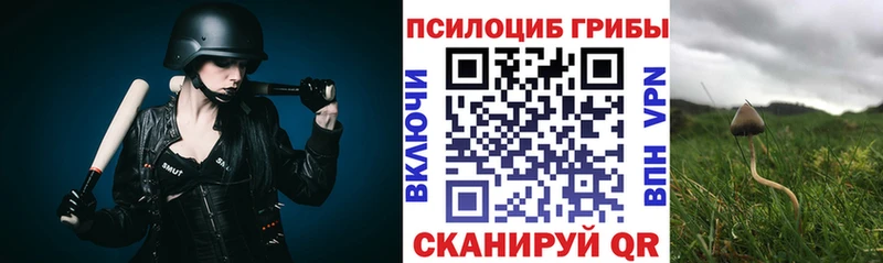 mega tor  Мончегорск  Псилоцибиновые грибы Psilocybe 